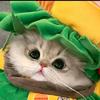 我是夹心小猫头像