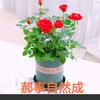 愚者诸事头像