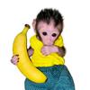 BabyMonpai头像