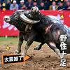 魁哥头像