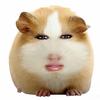 猪妞哥头像