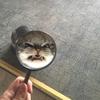 知常君头像