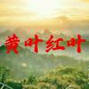 黄叶红叶头像