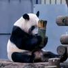 梵蒂冈城隍庙张道长头像