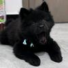 田园犬代淘（养🐶私聊）头像