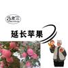 小冯果园头像