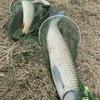 野钓低手头像