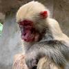Plaster monkey🐒🐒头像
