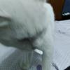 Pacon³头像