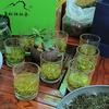 江姐（江西遂川狗牯脑茶）头像