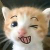 文艺猫meme头像
