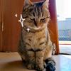 辣条是只猫头像
