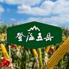 小麦玉米种育种基地-登海五岳泰山种业头像
