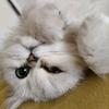 阿猫动画头像
