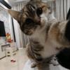 一个哈喵🐱叫哈哈头像