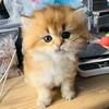 南充鎏金奶猫 渐层家庭繁育头像