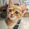 猫猫蒸蚌头像