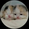 成都山猫纹布偶猫头像