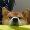 护卫犬巴卫头像