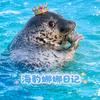 海豹娜娜日记头像