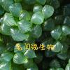 老闫说生物头像