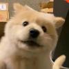 狗狗酱头像