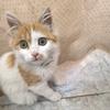 招财猫头像