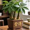 俊逸哥头像
