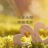 北纬三十六度头像