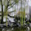 春风度柳头像
