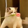 虞虞有猫头像