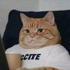 猫猫头像