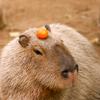 Capybara Bro头像
