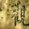 听经的走地鸡头像