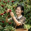 菊枝头像