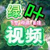绿叶视频头像