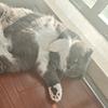 懒懒猫头像