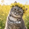 COCO短剧头像