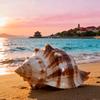 半岛海螺🐚头像