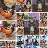 航仔汤姆猫大公鸡公头头像