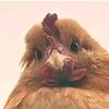 小鸡视界头像