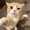 好学喵（小猫爱学习）头像