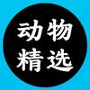 动物精选头像
