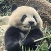 一心剪影头像