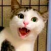 初秋弟的猫头像