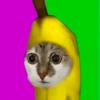 香蕉猫meme头像