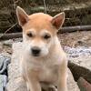 广西土猎《中华田园犬》头像