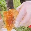 山蜜蜂头像