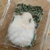 鼠鼠老师头像
