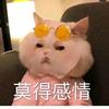 肉妞儿头像